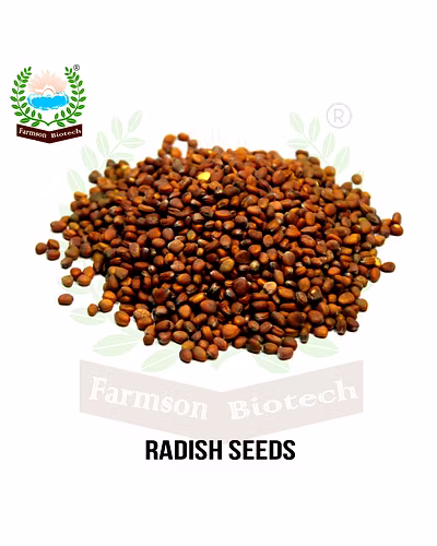 FB-SWETA RADISH SEEDS-2