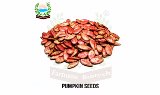 FB-CALIFORNIAN BUTTERNUT F1 Hybrid Squash Seeds