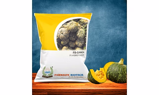 FB-GANGA F1 HYBRID PUMPKIN SEEDS