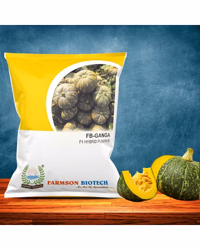 FB-GANGA F1 HYBRID PUMPKIN SEEDS-12524454