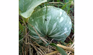 FB-GANGA F1 HYBRID PUMPKIN SEEDS