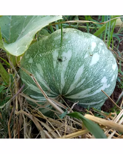 FB-GANGA F1 HYBRID PUMPKIN SEEDS-4