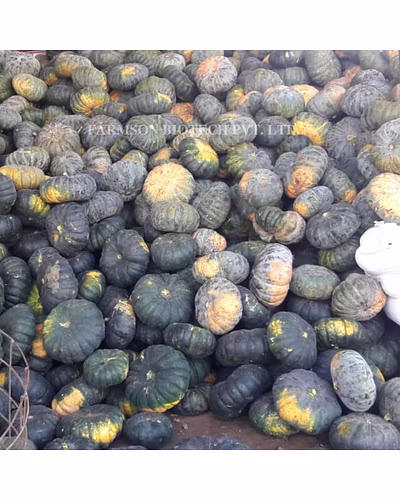 FB-GANGA F1 HYBRID PUMPKIN SEEDS-2