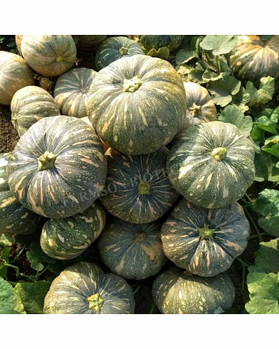 FB-GANGA F1 HYBRID PUMPKIN SEEDS-1