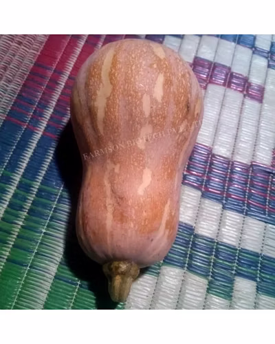 FB-CALIFORNIAN BUTTERNUT F1 Hybrid Squash Seeds-3