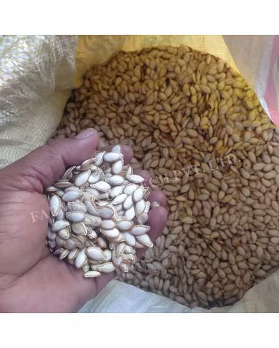 FB-CALIFORNIAN BUTTERNUT F1 Hybrid Squash Seeds-2