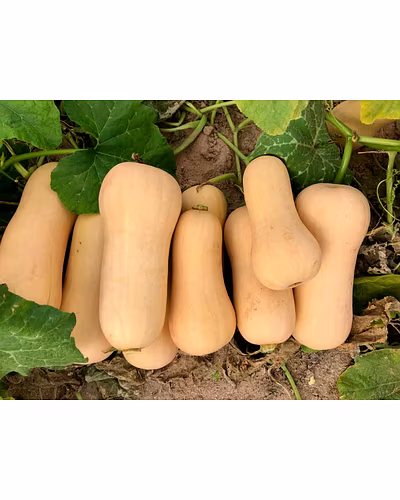 FB-CALIFORNIAN BUTTERNUT F1 Hybrid Squash Seeds-1