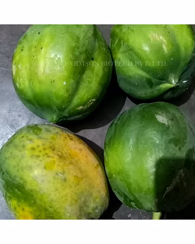 FB-PEARL PAPAYA SEEDS-2