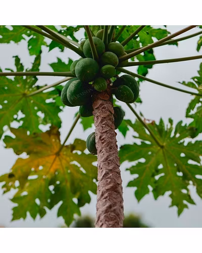 FB-PEARL PAPAYA SEEDS-3