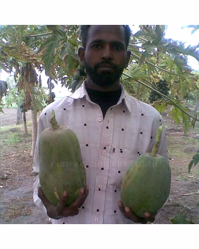 FB-PEARL PAPAYA SEEDS-4