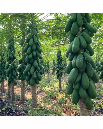 FB-RED BERRY (DWARF) F1 Hybrid PAPAYA SEEDS-3