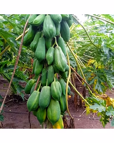 FB-RED BERRY (DWARF) F1 Hybrid PAPAYA SEEDS-1