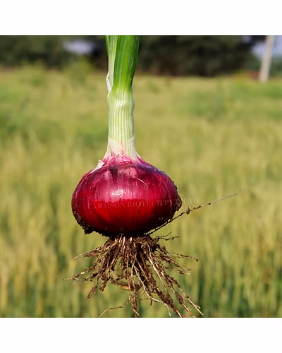 FB-RED 11 ONION SEEDS (RED OR PINKISH RED)-1