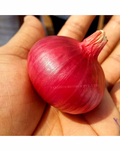 FB-RED 11 ONION SEEDS (RED OR PINKISH RED)-2