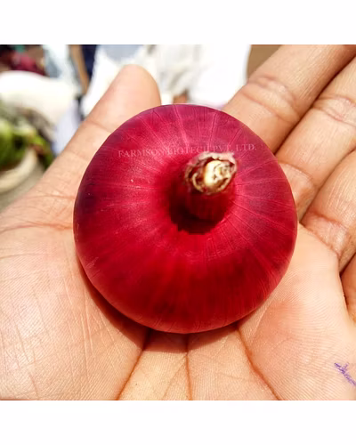 FB-RED 11 ONION SEEDS (RED OR PINKISH RED)-3
