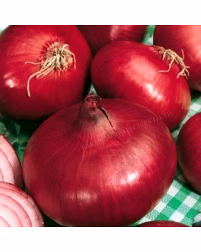 FB-1153 ONION SEEDS (DARK RED, N53)-1
