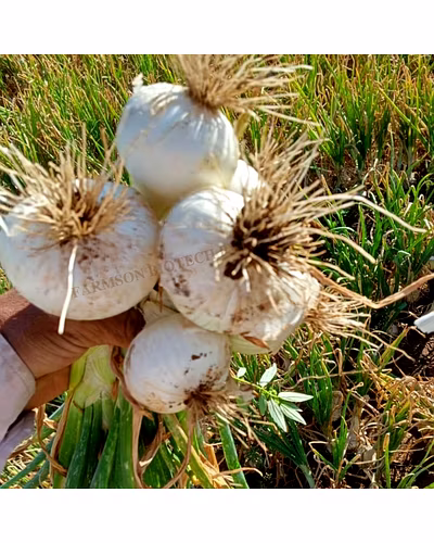 FB-SWET ONION SEEDS (WHITE)-2