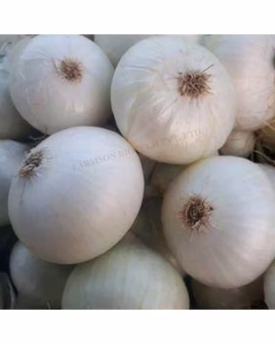 FB-SWET ONION SEEDS (WHITE)-1