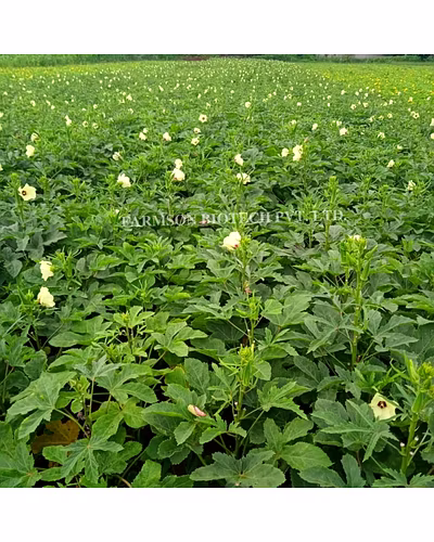 FB-SAMRUDDH F1 HYBRID OKRA SEEDS-1
