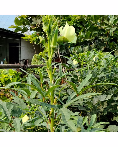 FB-SAMRUDDH F1 HYBRID OKRA SEEDS-4