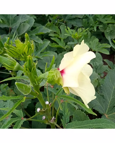 FB-SAKET F1 HYBRID OKRA SEEDS-1