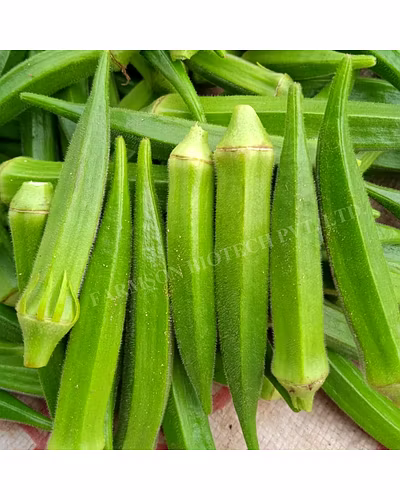 FB-SAKET F1 HYBRID OKRA SEEDS-2
