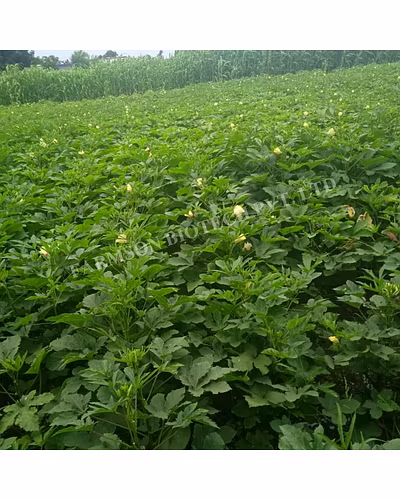 FB-SAKET F1 HYBRID OKRA SEEDS-3