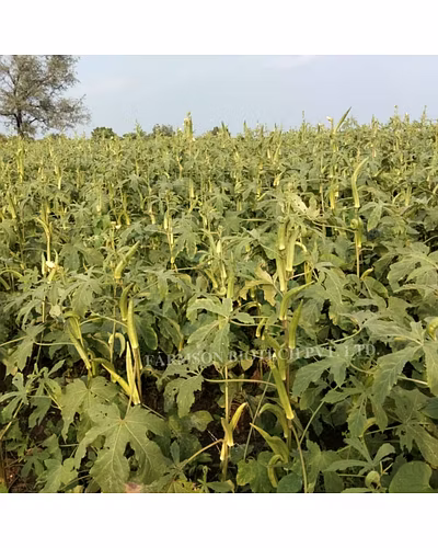 FB-VEDA OPV OKRA SEEDS-1