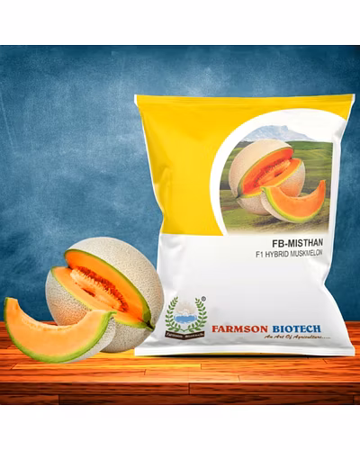 FB-MISTHAN F1 HYBRID MUSKMELON SEEDS-12527158