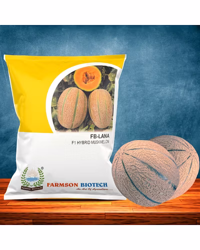 FB- LANA F1 Hybrid Muskmelon Seeds-12527168