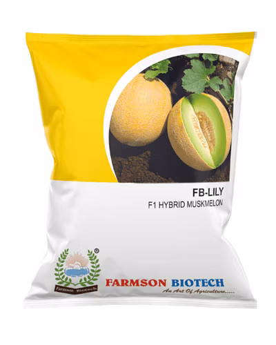 FB- LILY F1 Hybrid Muskmelon Seeds-12527172