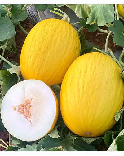 FB-ELLA F1 Hy MUSKMELON SEEDS-2