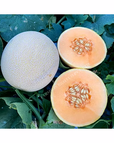 FB-MISTHAN F1 HYBRID MUSKMELON SEEDS-1