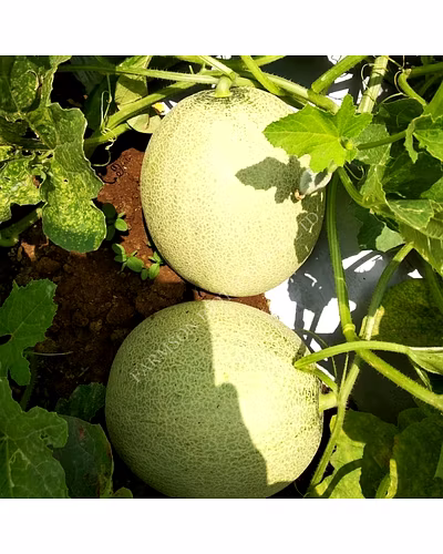 FB-MISTHAN F1 HYBRID MUSKMELON SEEDS-3