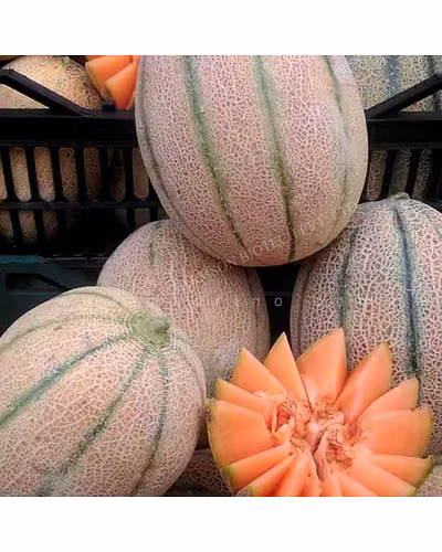 FB- LANA F1 Hybrid Muskmelon Seeds-2