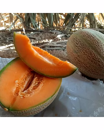 FB- LANA F1 Hybrid Muskmelon Seeds-3