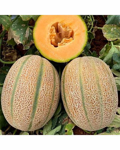 FB- LANA F1 Hybrid Muskmelon Seeds-4