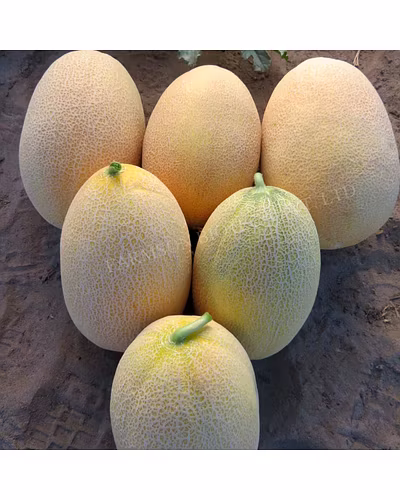 FB- ANANAS F1 Hybrid Muskmelon Seeds-2