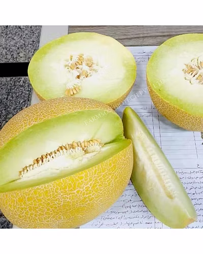 FB- LILY F1 Hybrid Muskmelon Seeds-1
