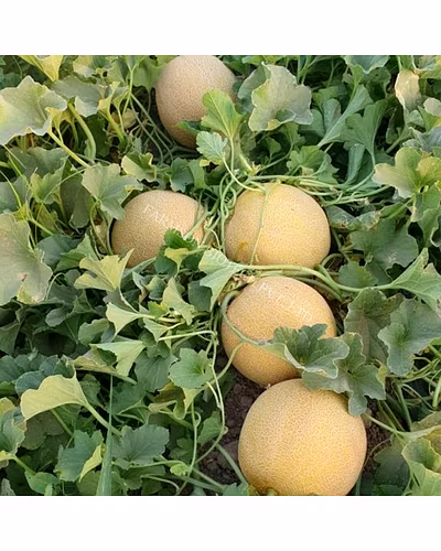 FB- LILY F1 Hybrid Muskmelon Seeds-3