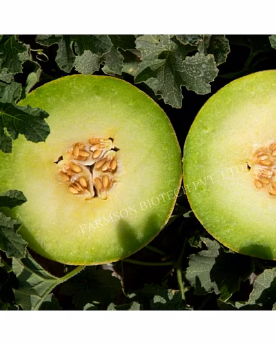 FB- LILY F1 Hybrid Muskmelon Seeds-4