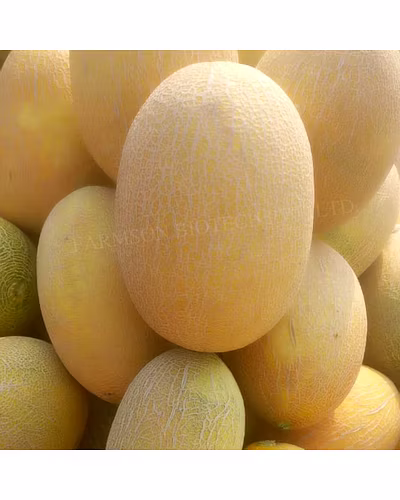 FB- ANANAS F1 Hybrid Muskmelon Seeds-3