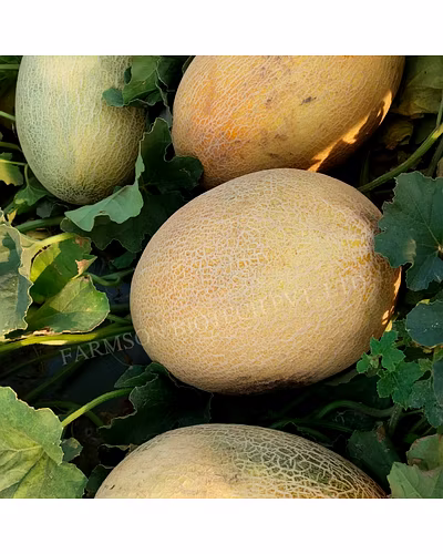 FB- ANANAS F1 Hybrid Muskmelon Seeds-4