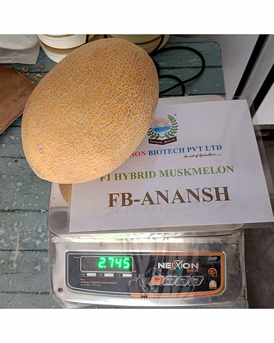 FB- ANANAS F1 Hybrid Muskmelon Seeds-5