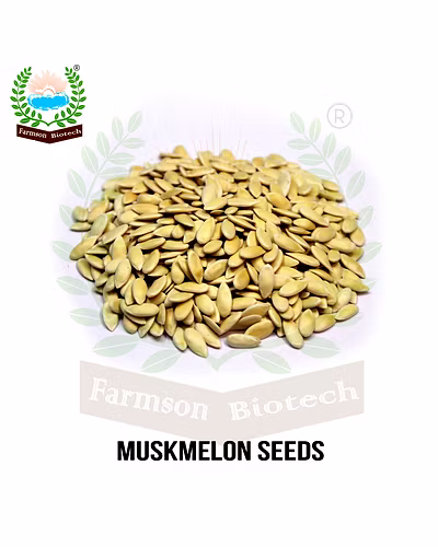 FB- LILY F1 Hybrid Muskmelon Seeds-5