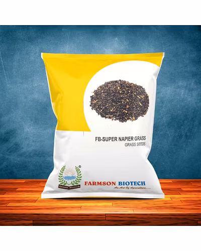 SUPER NAPIER GRASS SEEDS-12527182
