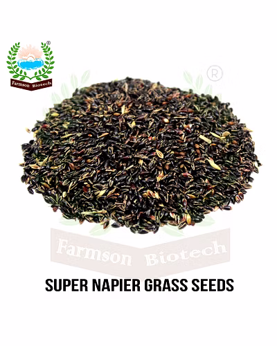 NAPIER GRASS SEEDS-2