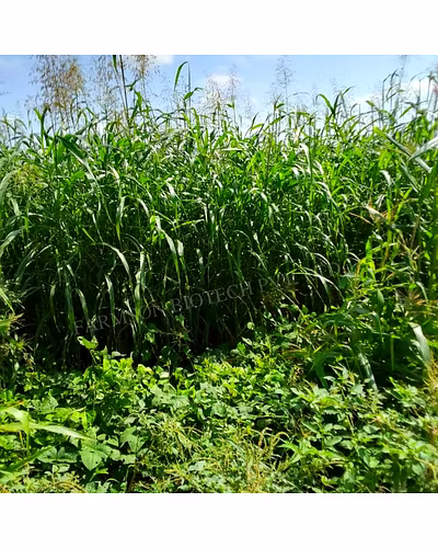 SUPER NAPIER GRASS SEEDS-3
