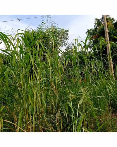 SUPER NAPIER GRASS SEEDS-2