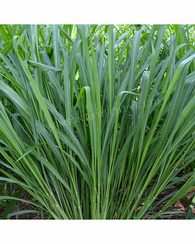 NAPIER GRASS SEEDS-1